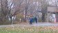 boyscouts 092